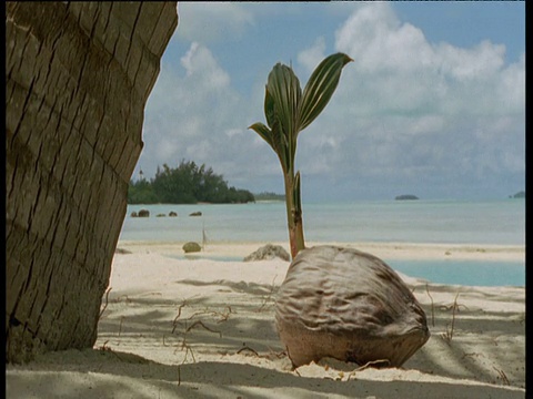 艾图塔基棕榈树旁的沙滩上有椰子芽视频下载