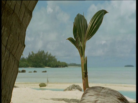 艾图塔基海滩上的椰子正在发芽视频下载