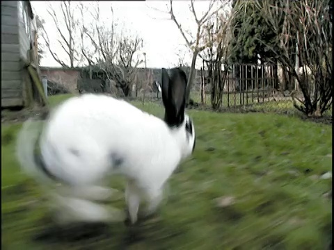 黑白兔在英国后院蹦蹦跳跳视频下载