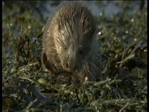 苏格兰西部，水獭把螃蟹叼到海草上吃视频下载