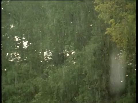 潘穿过落在绿树上的雨水离开了视频下载