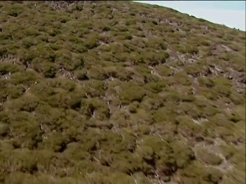 沿着干燥的绿色树叶，来到被蓬松的白云环绕的拉帕尔马岛的Cumbre Vieja火山火山口视频下载