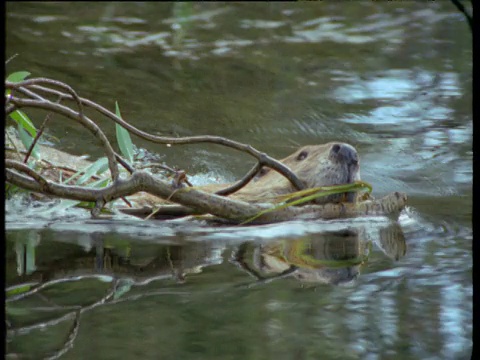 美国海狸在蒙大拿州的湖上搬运树枝视频下载