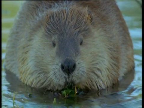 在蒙大拿州的湖中，美洲海狸在咀嚼树叶视频下载