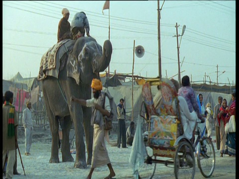 印度阿拉哈巴德大壶节，大象用鼻子把人抬到背上视频素材