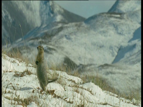 德纳里国家公园，地松鼠站在雪地里视频下载