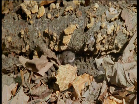 英国，河岸田鼠在树叶间觅食视频下载
