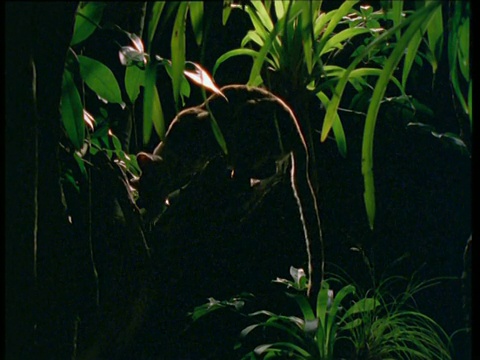 晚上，玛格在南美雨林的树枝间跳跃视频下载