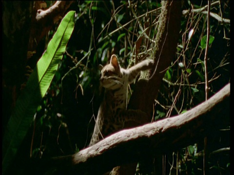 玛格爬上树，从南美雨林的树枝上跃起视频下载