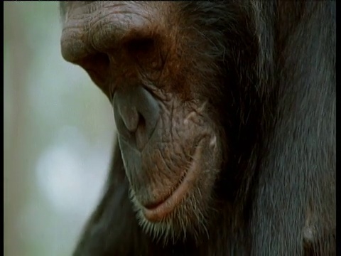 从黑猩猩的脸向下倾斜，到铁砧和坚果，刚果视频下载