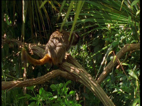 帝王狨猴在树上跳跃，南美洲视频素材