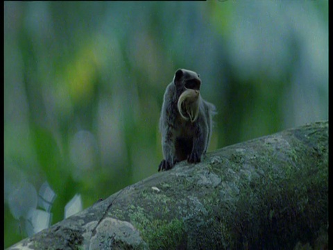 秘鲁马努国家公园，帝王绢毛猴在树枝上，环顾四周然后走开视频素材