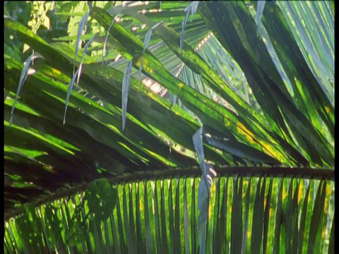 秘鲁马努国家公园，两只帝王狨猴走在有背光的棕榈叶后面视频素材