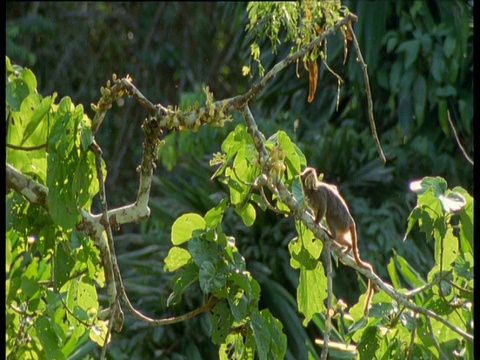 秘鲁马努国家公园，帝王狨猴跑上树枝，环顾四周，然后跳出了镜头视频素材