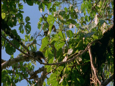 秘鲁马努国家公园，帝王狨猴沿着藤蔓行走视频素材
