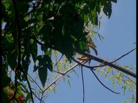 秘鲁马努国家公园，帝王狨猴在树枝上散步视频素材