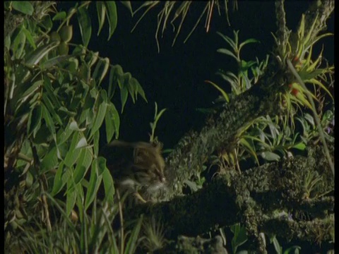 晚上，玛格沿着热带雨林的树枝漫步，南美视频下载