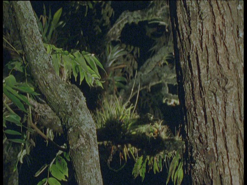 玛格晚上在南美洲的热带雨林中跳跃和爬树视频下载
