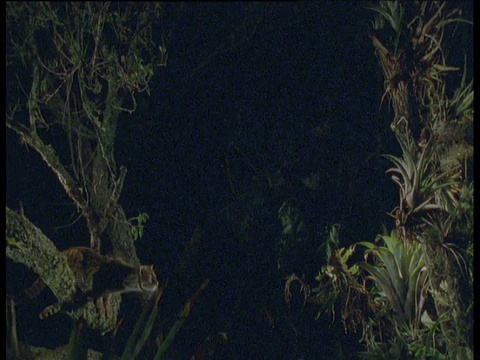 晚上，玛格在南美雨林的树枝间跳跃视频下载