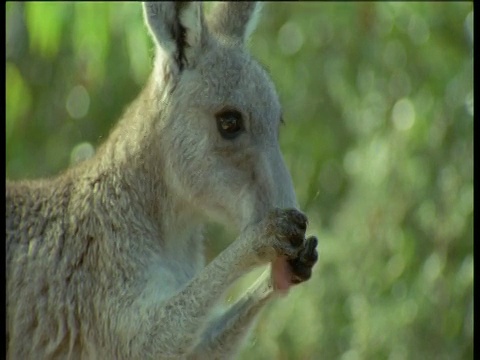 西部灰袋鼠舔前爪，新南威尔士州视频下载