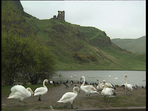 天鹅和鸽子在湖边和废墟山坡上的背景苏格兰视频素材