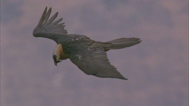 Lammergeier翱翔于Simien高地视频下载