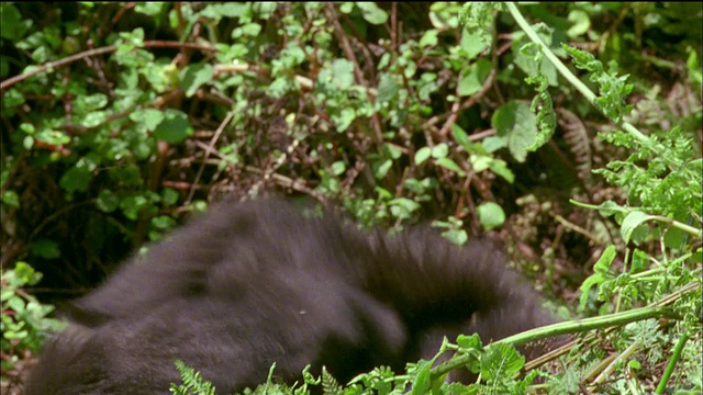 幼年大猩猩打架，成年大猩猩在镜头中行走，火山国家公园，卢旺达。视频下载