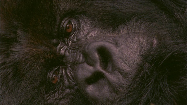 休息山地大猩猩眨眼，火山国家公园，卢旺达视频下载