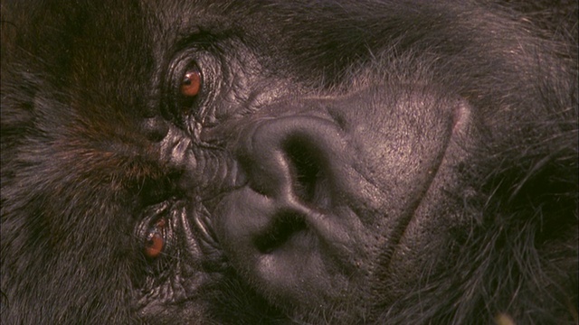 睡着的大猩猩睁开了眼睛，火山国家公园，卢旺达视频下载