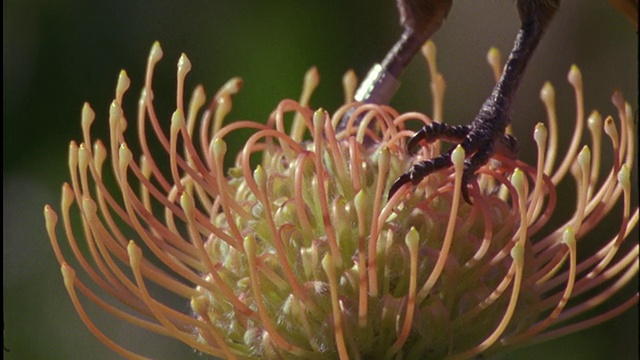 太阳鸟站在花上喝花蜜，在鸟腿上可以看到戒指，南非。视频下载