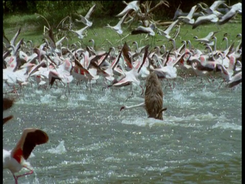 一只狒狒跑进苏打湖，抓住了肯尼亚的火烈鸟视频下载