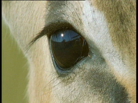 马塞马拉，黑斑羚在苍蝇的纠缠下眨着眼睛视频下载