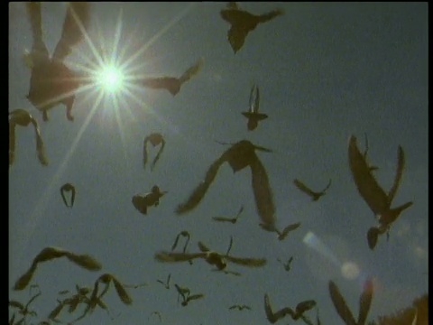一群鸽子飞向蓝天，背景是明亮的太阳视频素材
