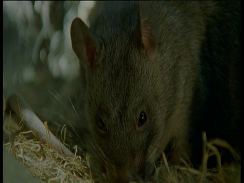 冈比亚，地洞里的袋鼠吃种子视频下载
