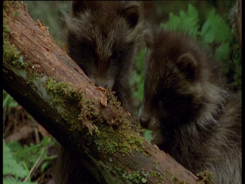 芬兰的浣熊幼崽吃树枝上的苔藓视频下载