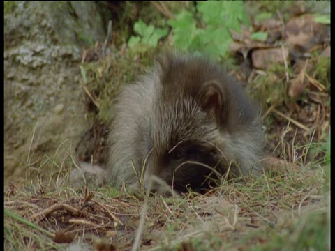 芬兰，浣熊狗的幼崽躺下，看起来很沮丧视频下载
