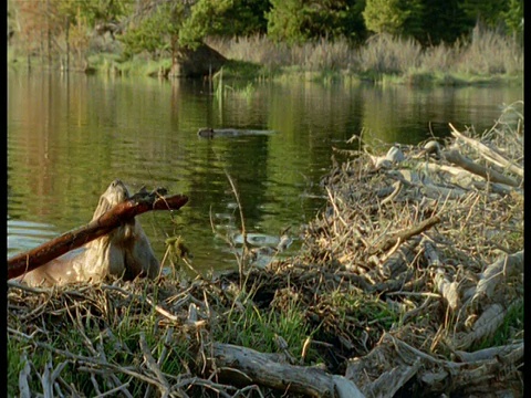 在蒙大拿州，美国海狸把原木从湖里拖到大坝上视频下载