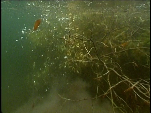 蒙大拿州，美国海狸把树枝拖到水下，放在过冬的食品柜里视频下载