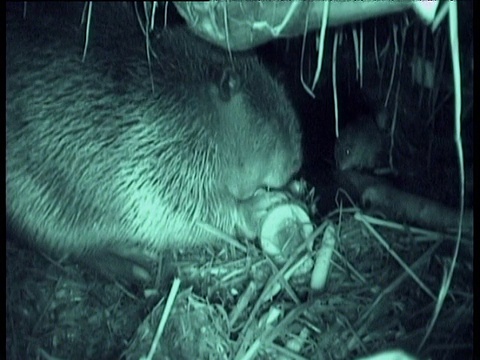 冬天，美国海狸在小屋中啃木头，背景是麝鼠，蒙大拿州视频下载