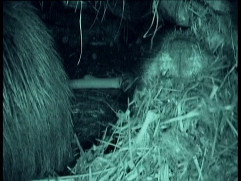 蒙大拿州，美国海狸用床上用品盖住了隐藏的摄像机视频下载