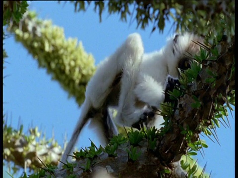 小狐猴爬上多刺的Didierea植物，马达加斯加视频素材