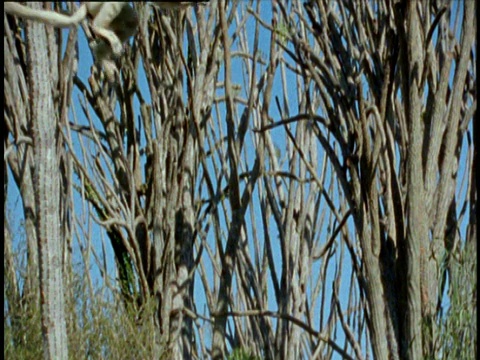 Verreaux的狐猴在多刺森林的树木之间跳跃，马达加斯加视频素材