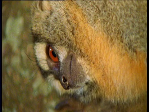 南美，一群猫头鹰猴晚上在树上借着手电筒的光视频下载