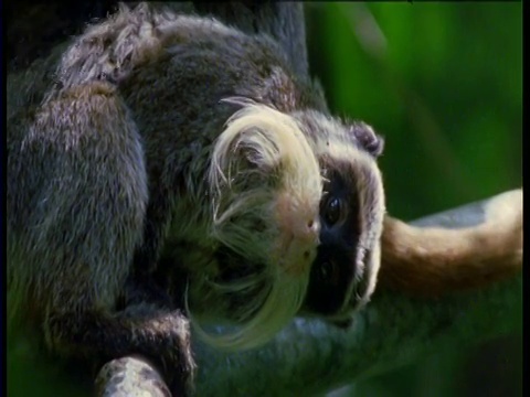 秘鲁马努，帝王绢毛猴侧着头凝视着镜头视频素材