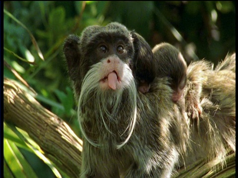 秘鲁马努，帝绢毛猴妈妈伸出舌头，两个婴儿紧贴在她的背上视频素材