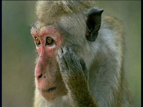 斯里兰卡Polonnaruwa，一只母无尾猕猴在挠她的红脸视频下载