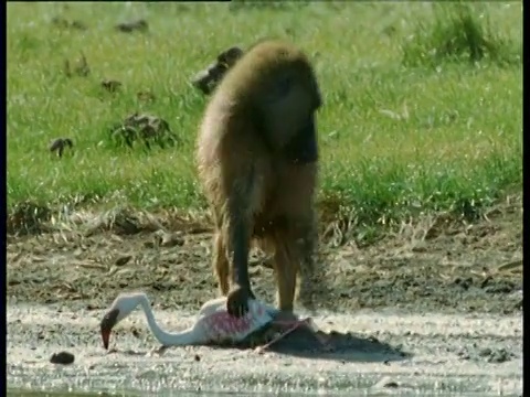 肯尼亚，一只橄榄狒狒把火烈鸟的猎物从苏打湖中拖出来，并开始采摘视频下载