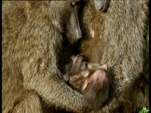 成年橄榄狒狒试图抱起挣扎的婴儿，肯尼亚视频下载