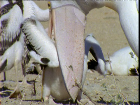 南澳大利亚艾尔湖，一只澳大利亚鹈鹕将食物反刍给贪婪的雏鸟视频下载