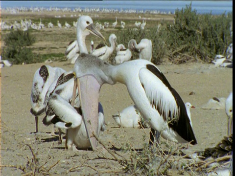 南澳大利亚艾尔湖，一只澳大利亚鹈鹕将食物反刍给贪婪的雏鸟视频下载